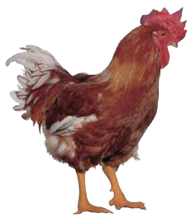 cp.png