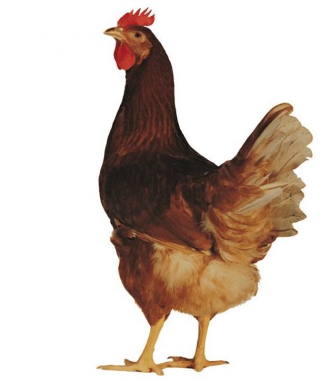 farm.jpg
