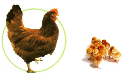 farmcsibe.jpg