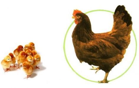 farmcsibe.jpg farmcsibe.jpg