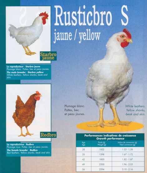 rusticbro_2.jpg rusticbro_2.jpg